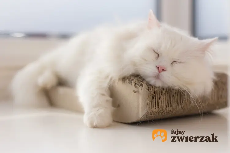 Biały kot perski, czyli umaszczenie kotów perskich, a także niebieski, rudy i szary kot perski