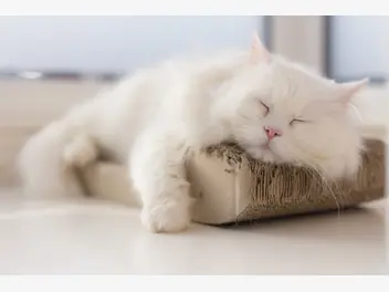 Ilustracja artykułu biały kot perski i rudy kot perski - opis, charakter, wychowanie