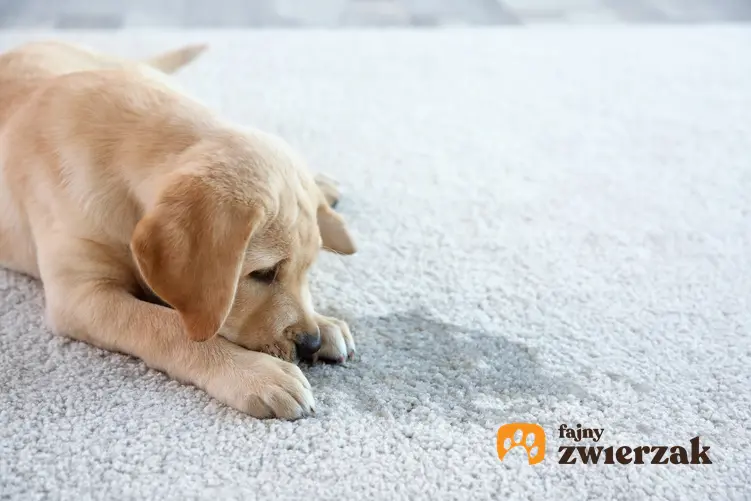 Pies przy mokrej plamie na dywanie oraz skuteczne porady, jak oduczyć psa sikania w domu