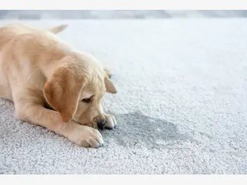 Ilustracja artykułu jak oduczyć psa sikania w domu? oto 5 sprawdzonych sposobów