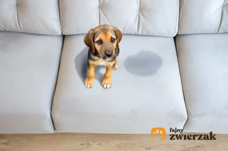 Pies przy mokrej plamie na kanapie oraz porady, jak nauczyć psa załatwiać się na dworze