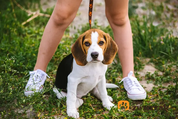 Pies podczas spaceru, a także skuteczne porady i sposoby, jak oduczyć psa sikania w domu