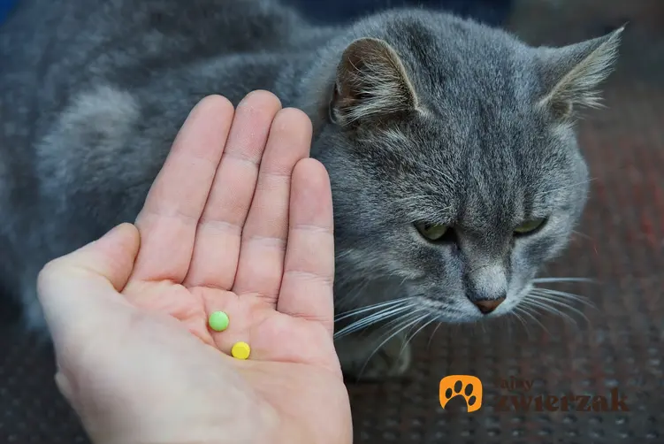 Tabletki na odrobaczenie kota na dłoni oraz kot w tle, a także polecane tabletki na robaki