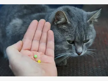 Ilustracja artykułu tabletki na odrobaczenie kota - ceny, opinie, polecane preparaty