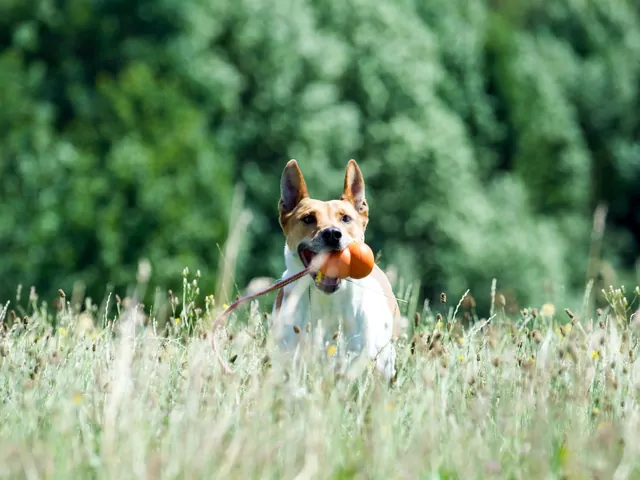 Jak nauczyć psa aportować w 5 krokach