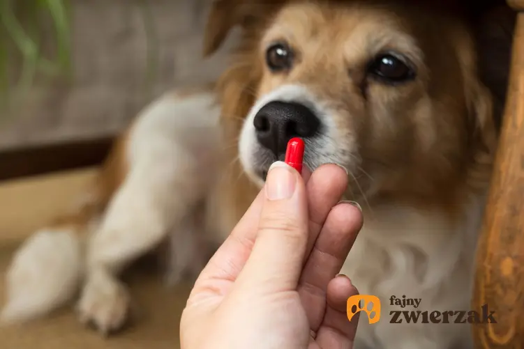 Pies patrzący na tabletkę, czyli odrobaczanie szczeniaka krok po kroku i tabletki na odrobaczanie psa
