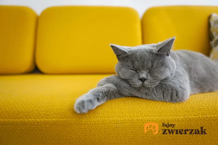 Szary kot brytyjski na żółtej sofie oraz jego cena, a także cechy charakterystyczne
