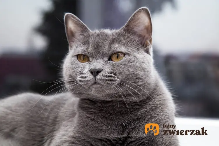 Szary kot brytyjski, czyli angielski kot krótkowłosy i jego cena oraz charakterystyka