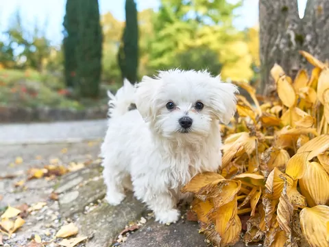 Opinie o psach rasy maltańczyk