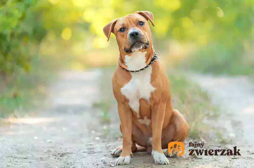 Amstaff amerykański na trawie