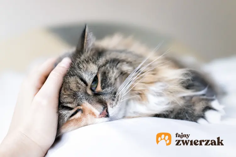 Chory kot głaskany przez właściciela oraz powszechne choroby u kotów i ich leczenie