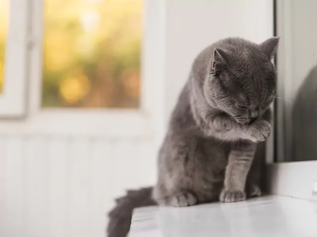 Opieka nad małym kotem brytyjskim