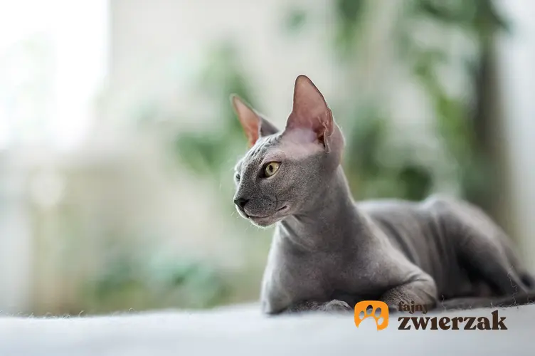 Kot bez sierści sfinks, czyli koty egipskie i inne rasy kotów bez sierści