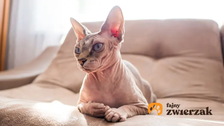 Kot egipski w salonie na sofie oraz inne koty bez sierści i polecane rasy
