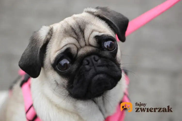 Pies w różowych szelkach oraz porady, jak założyć szelki dla psa lub uprząż dla psa