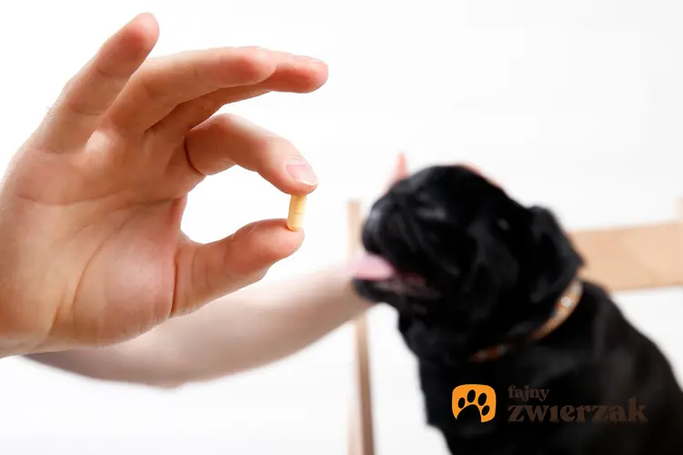 Pies patrzący na tabletkę w dłoni właściciela, a także robaki u psa i robaki u psa i odrobaczanie psa