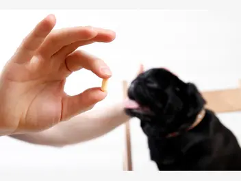 Ilustracja artykułu robaki u psa - przyczyny, objawy, odrobaczanie krok po kroku