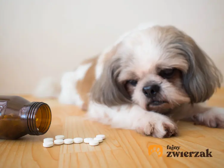 Pies leżący przy tabletkach, a także robaki u psa i ich objawy oraz tabletki na odrobaczanie psa