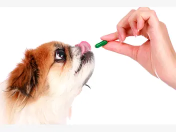 Ilustracja artykułu drontal - tabletki na odrobaczanie psa - ceny, opinie, zastosowanie