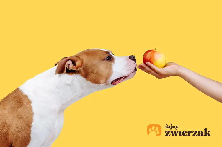 Pies wąchający jabłko, a także porady jak odchudzić psa i dieta odchudzająca dla psa