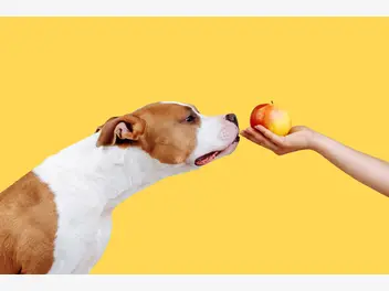 Ilustracja artykułu jak odchudzić psa? 5 praktycznych porad i przykładowych diet