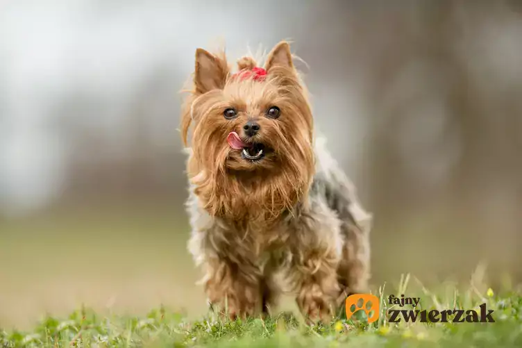Yorkshire Terrier na trawie