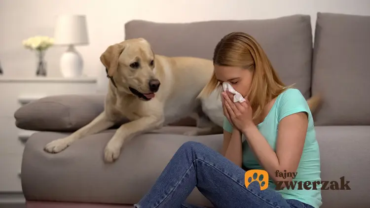 Pies przy kichającej kobiecie oraz psy dla alergików i pies dla alergika