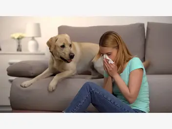 Ilustracja artykułu 6 najlepszych psów dla alergików - zobacz, które psy możesz mieć