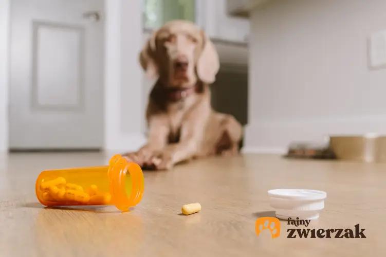 Pies siedzący przed tabletkami oraz porady jak często odrobaczać psa, co ile odrobaczać psa