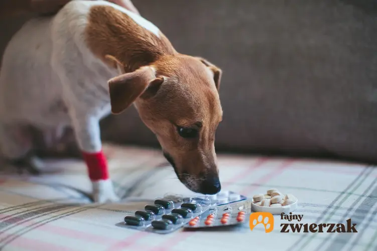 Pies wąchający tabletki na odrobaczanie psa oraz polecane leki na odrobaczanie psa