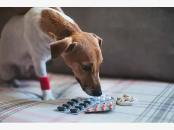 Ilustracja artykułu tabletki na odrobaczenie psa - rodzaje, ceny, opinie, porady