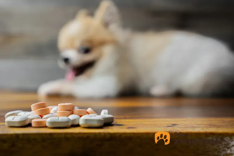 Rabletki na odrobaczenie psa przed siedzącym psem oraz leki na odrobaczenie psa