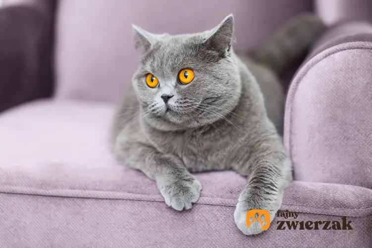 Liliowy kot brytyjski na kanapie, czuli liliowy brytyjczyk i jego usposonienie lub cechy