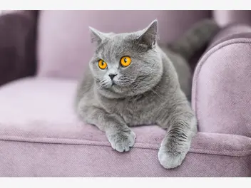 Ilustracja artykułu liliowy kot brytyjski - kot o niezwykłym umaszczeniu