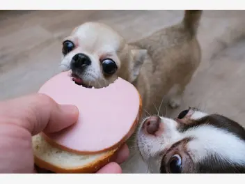 Ilustracja artykułu czy pies może jeść chleb? wyjaśniamy, czy chleb szkodzi psom