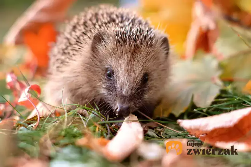 Jeż w liściach jesienią