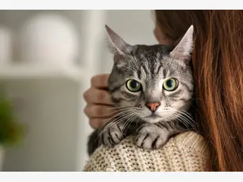 Ilustracja artykułu jak nazwać kota? oto 10 najpopularniejszych kocich imion