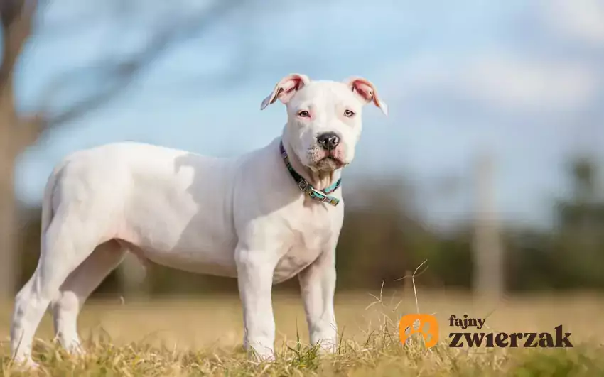 Biały amstaff na spacerze