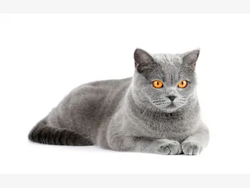 Ilustracja artykułu niebieski kot brytyjski – cechy, opinie, żywienie, opieka