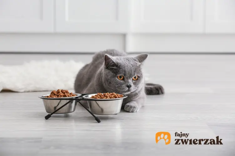 Kot brytyjski przed miskami z jedzeniem, czyli kot belgijski i jego charakter
