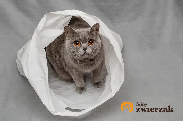 Kot belgijski siedzący w reklamówce, a także cena kotów belgijskich