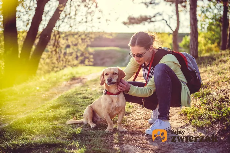 Kobieta sprawdzająca kleszcze u psa podczas spaceru, a także porady, jak usunąć kleszcza