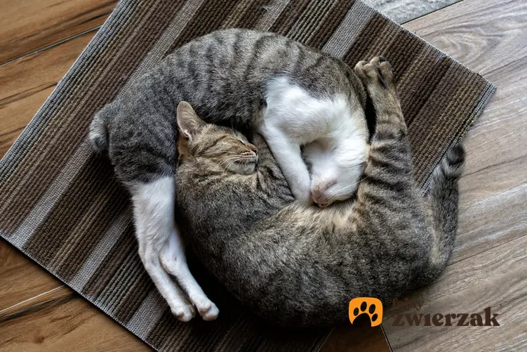 Dwa śpiące przytulone koty oraz najlepsze porady, jak rozpoznać płeć kota