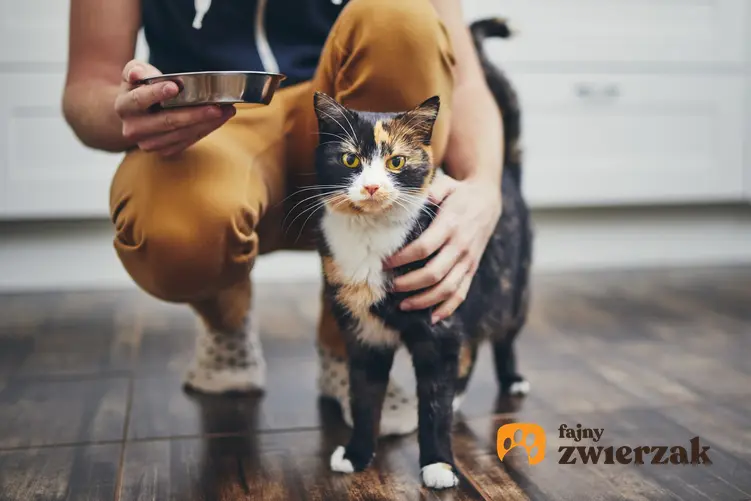 Różnokolorowy kot domowy, czyli kotki domowe i podstawowe informacje na ich temat
