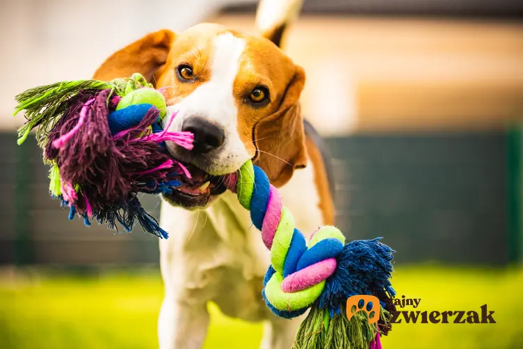 Pies trzymający w pysku zabawkę ze sznurka oraz porady, jak zrobić zabawkę dla psa