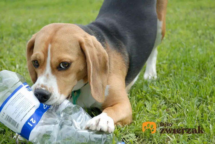 Pies bawiący się na trawie butelką oraz porady jak zrobić zabawkę dla psa krok po kroku