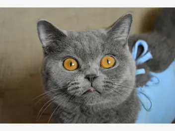 Ilustracja artykułu krótkowłosy kot brytyjski - rodzaje, opinie, charakter, cena