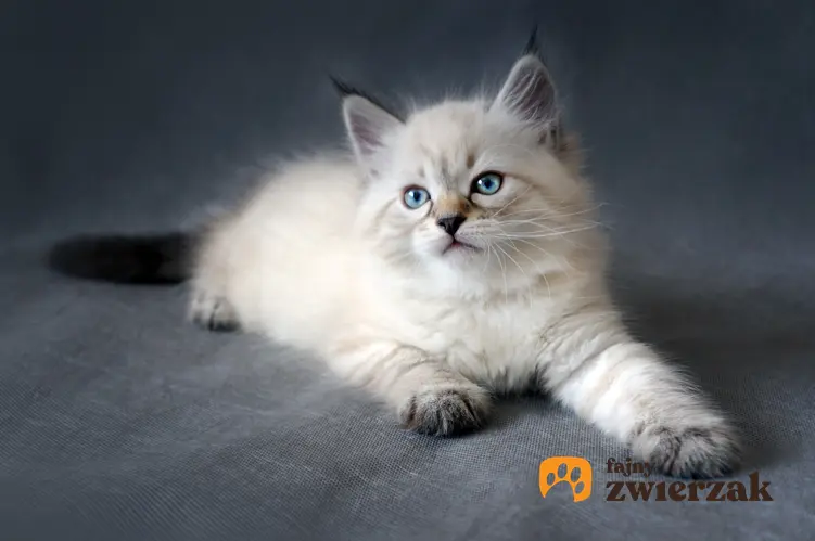 Mały kotek syberyjski, a także opis i charakter kotów syberyjskich