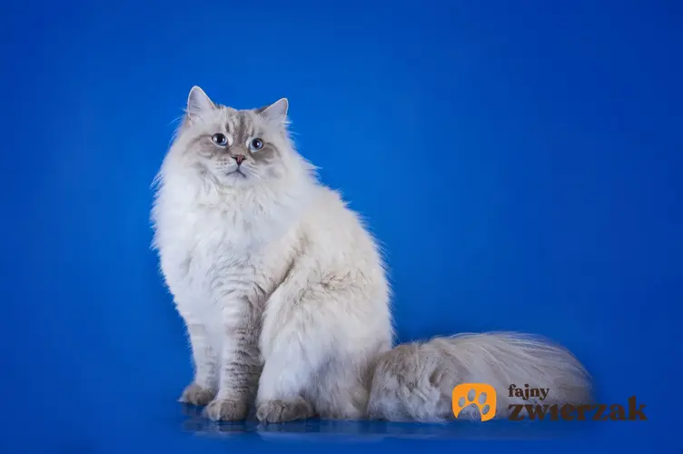 Kot syberyjski na niebieskim tle, a także charakter kotów syberyjskich i ich opis
