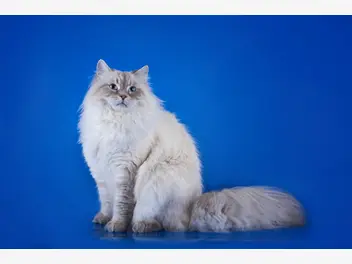 Ilustracja artykułu charakter kota syberyjskiego. 5 cech, o których dotąd nie wiedziałeś